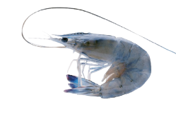Mazzoncolle Blu